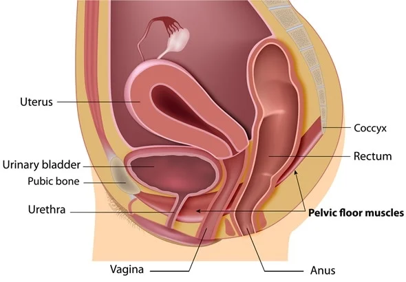 Anatomical illustration of the pelvic floor muscles and their supportive role