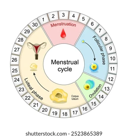 Infographic on tracking the menstrual cycle and identifying the fertile window for conception