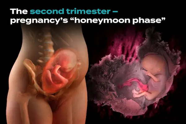 second trimester pregnancy hunger and fetal development