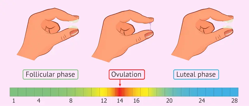 Visual guide to cervical mucus changes throughout the menstrual cycle as a sign of fertility