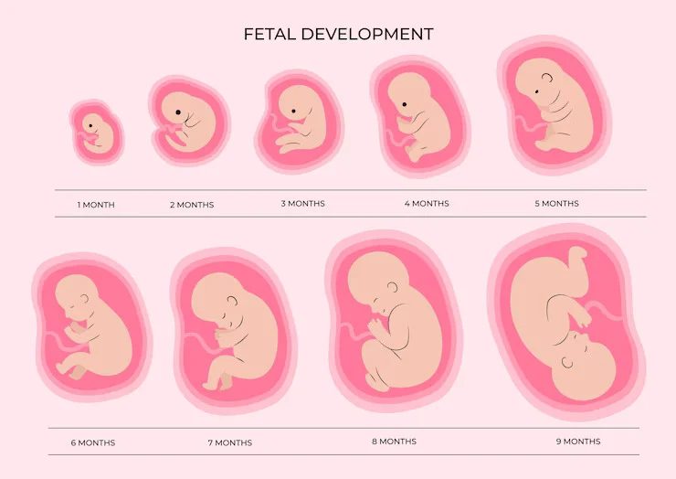 Baby's Growth Week by Week (13–26)