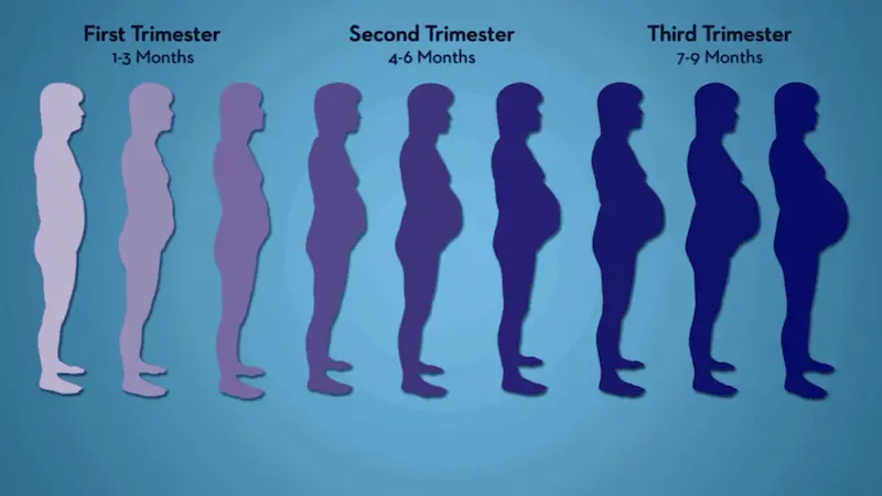 Second to Third Trimester Transitions